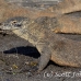 dragon_komodo_hsb_rinca_h_1677_kom4022.jpg